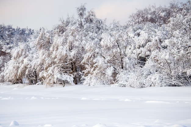 Photo de paysage d'hiver pittoresque avec un ciel bleu en après-midi