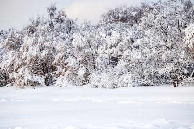 Photo de paysage d'hiver pittoresque avec un ciel bleu en après-midi