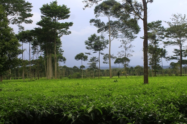 Photo de paysage nature jardin de thé