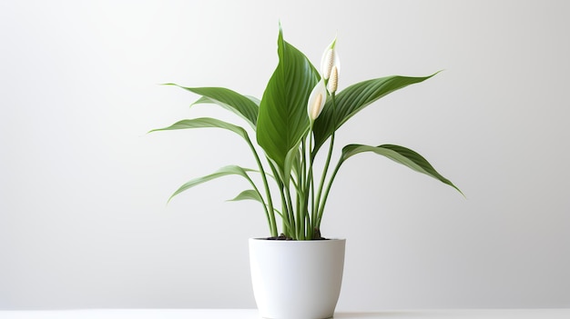 Photo de Peace Lily en pot minimaliste comme plante d'intérieur pour la décoration de la maison
