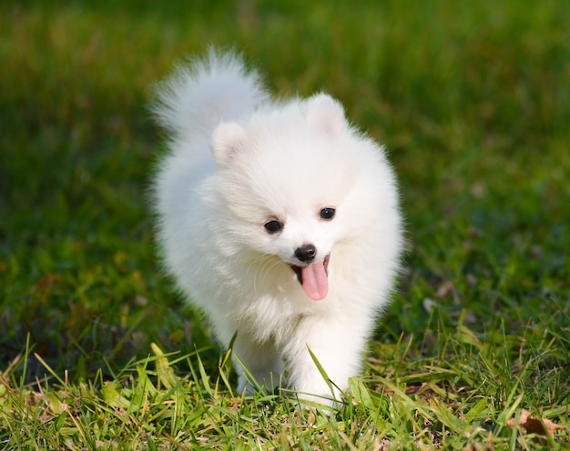 Photo d'un petit chiot poméranien blanc souriant pour une promenade.