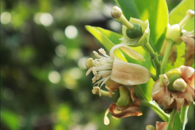 Une photo d'un petit fruit d'orange