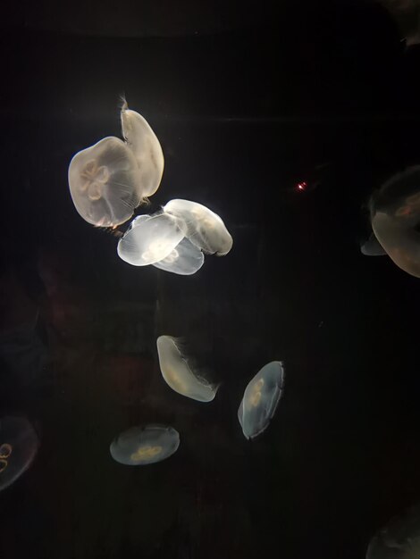 Photo d'un petit groupe de méduses blanches dans le noir