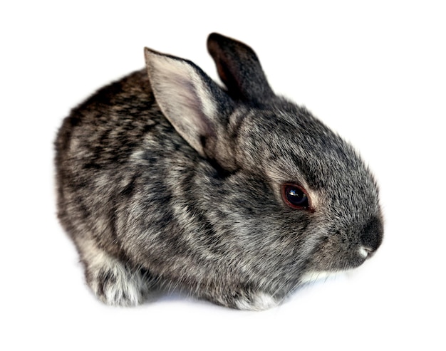 Photo d'un petit lapin isolé sur fond blanc