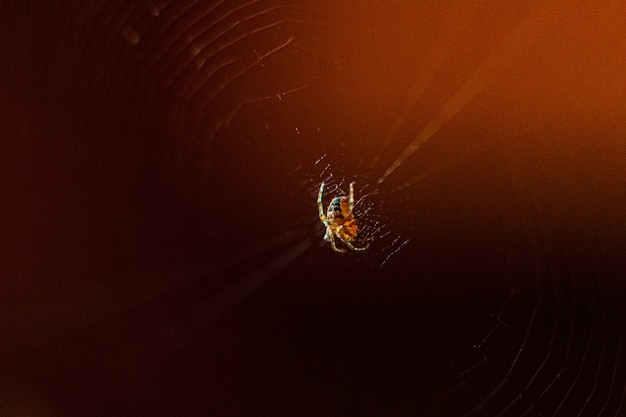 Photo de petite araignée tisse web sur fond brun foncé flou