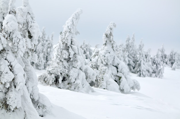 Photo de petits pins couverts de neige. Fond clair, beau paysage d'hiver