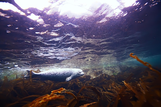 photo de phoque sous l'eau dans la nature sauvage