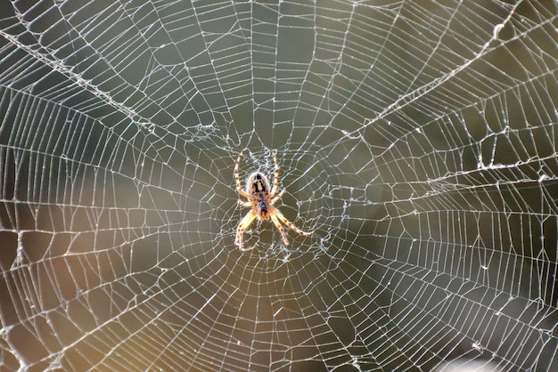 Photo Photo d'une araignée et sa toile