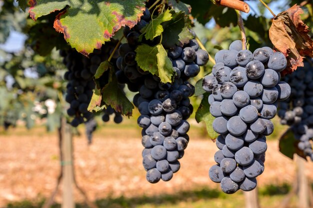 Photo Photo d'un beau vignoble de fruits de raisin prêt à produire du vin