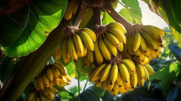 Photo d'une photo hyper détaillée d'une branche de bananier avec des bananes mûres