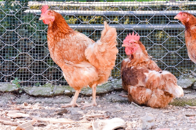 Photo Photo de l'oiseau animal de poulet italien classique