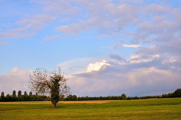 Photo Photo d'un seul grand arbre dans le pré