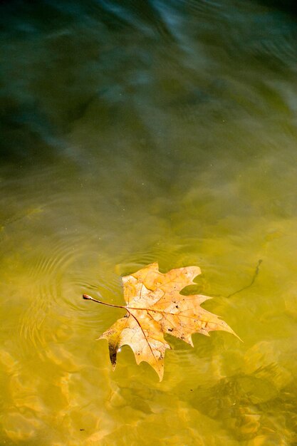 Photo photo d'une seule feuille d'érable flottante,