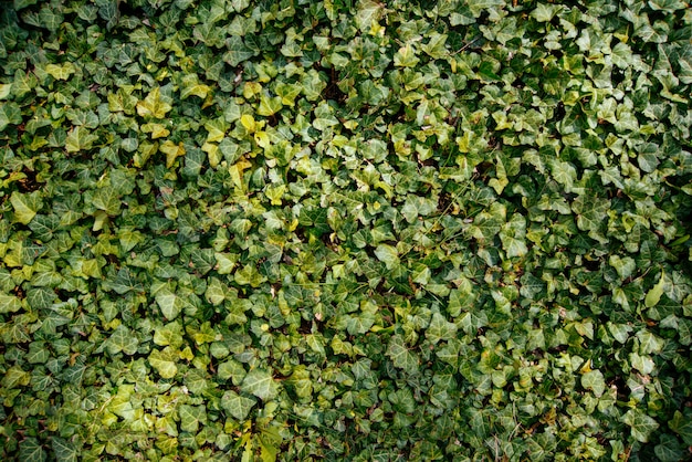 Photo de pinceau vert, petites feuilles, plante fraîche