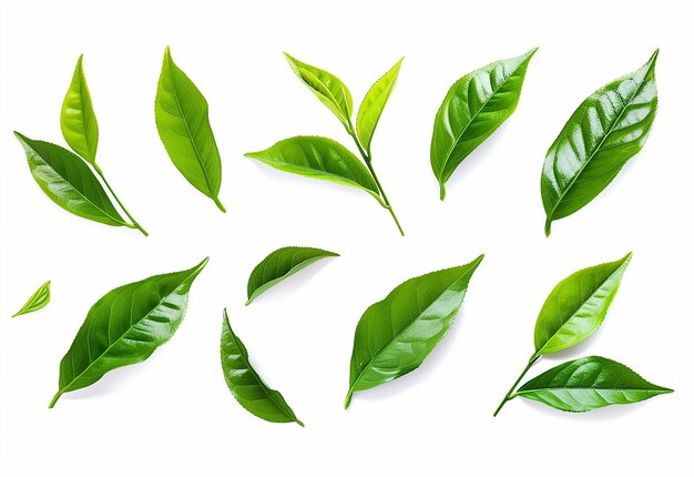 Photo de plantations de thé vert le matin avec des bourgeons et des feuilles de thé sur des feuilles blanches isolées