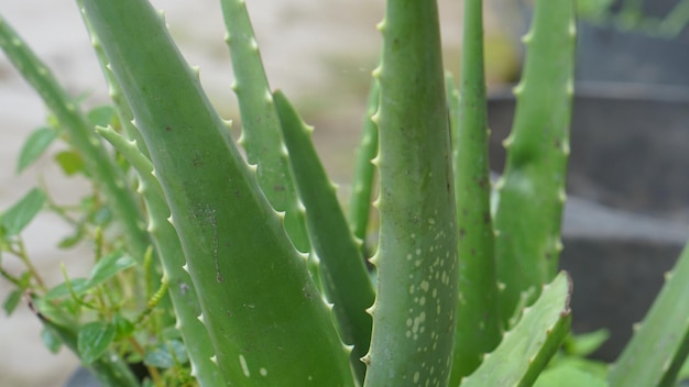 Une photo d'une plante d'aloe vera en gros plan