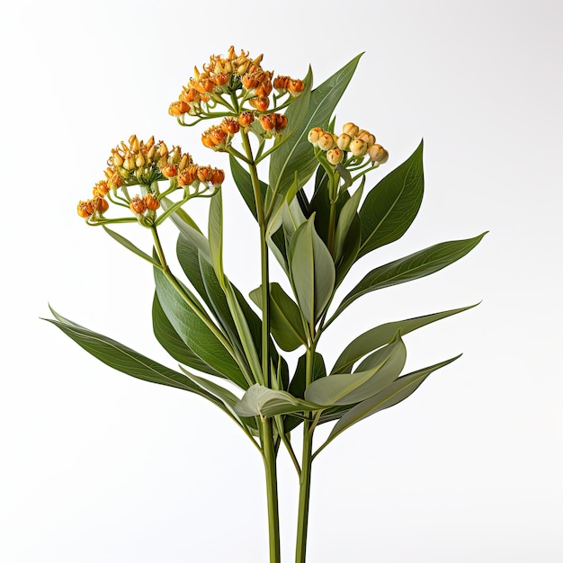 Une photo de la plante Asclepias spp générée par l'intelligence artificielle