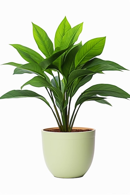 Photo photo d'une plante d'intérieur verte qui pousse dans un pot blanc générée par l'ia