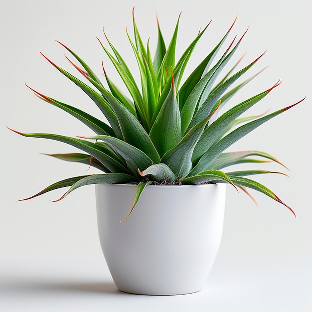 Photo de plantes d'intérieur Air Plant Tillandsia spp dans un pot blanc sur un fond jaune isolé