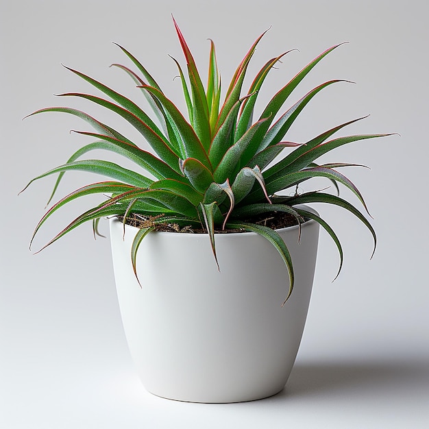 Photo de plantes d'intérieur Air Plant Tillandsia spp dans un pot blanc sur un fond jaune isolé