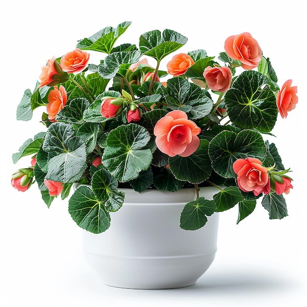 Photo photo de plantes d'intérieur begonia dans un pot blanc sur un fond blanc isolé