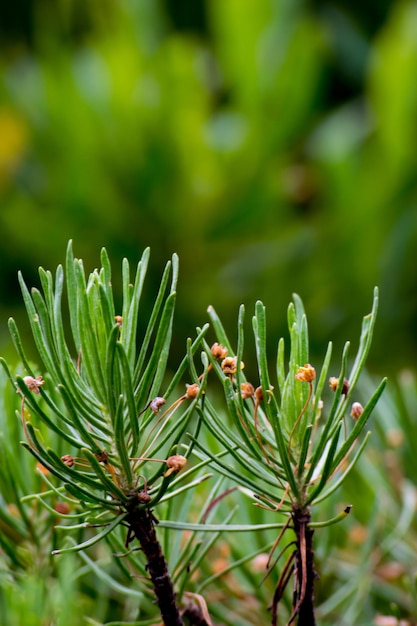 Photo de plantes de montagne, de feuilles de plantes et de fleurs de montagne