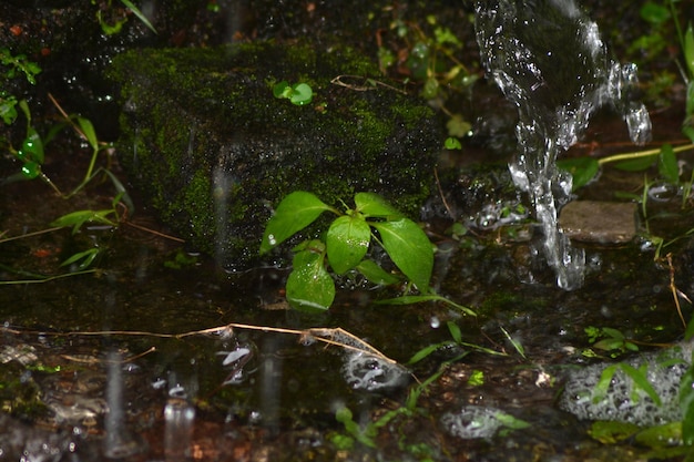 Photo photo de plantes vertes inondées d'eau de pluie
