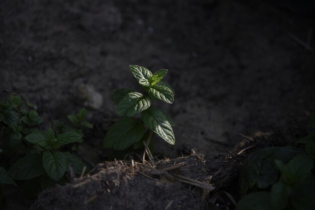 Une photo de plantes vertes naturelles dans l'une des fermes terres agricoles la beauté de la nature dans