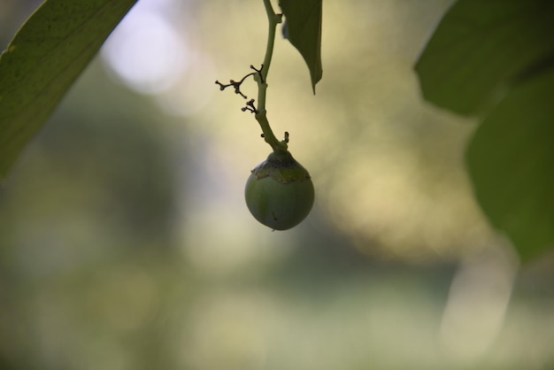 Une photo de plantes vertes naturelles dans l'une des fermes terres agricoles la beauté de la nature en pré