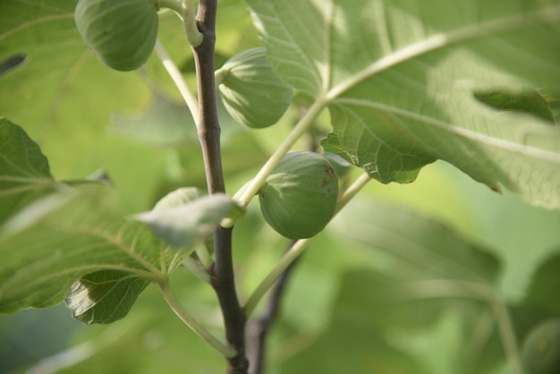 Une photo de plantes vertes naturelles dans l'une des fermes terres agricoles la beauté de la nature en pré