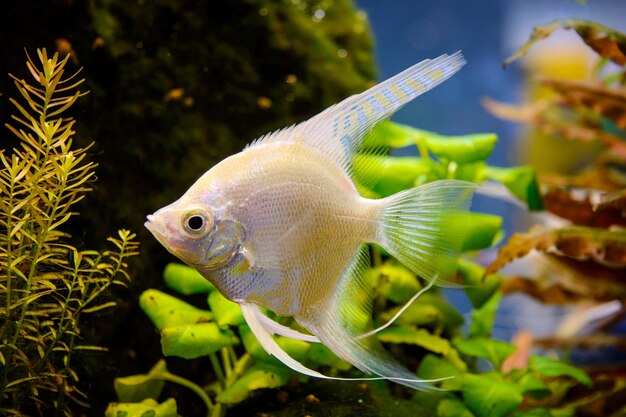 Photo photo de poisson blanc d'aquarium sur fond naturel vert