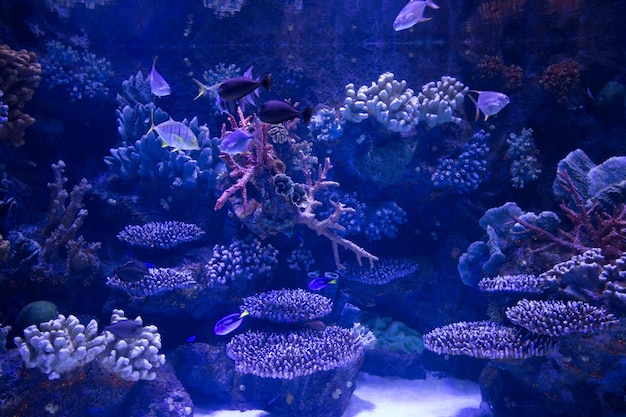 Photo d'un poisson tropical sur un récif de corail dans un aquarium