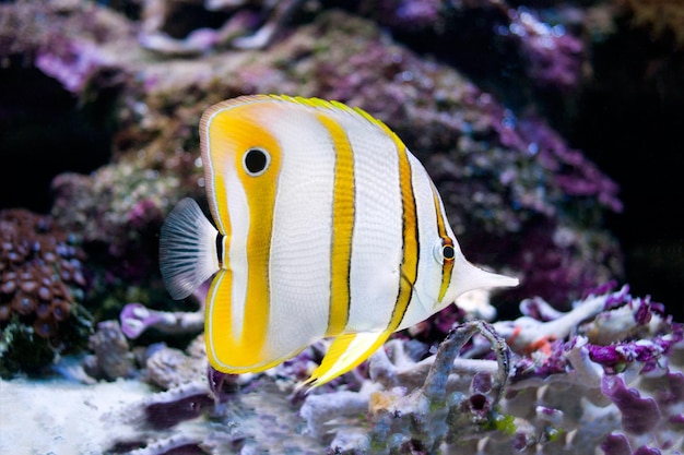 Photo d'un poisson tropical sur un récif de corail Photo haute résolution