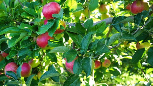 photo d'une pomme mûre dans un verger prête à être récoltéePhoto du matin