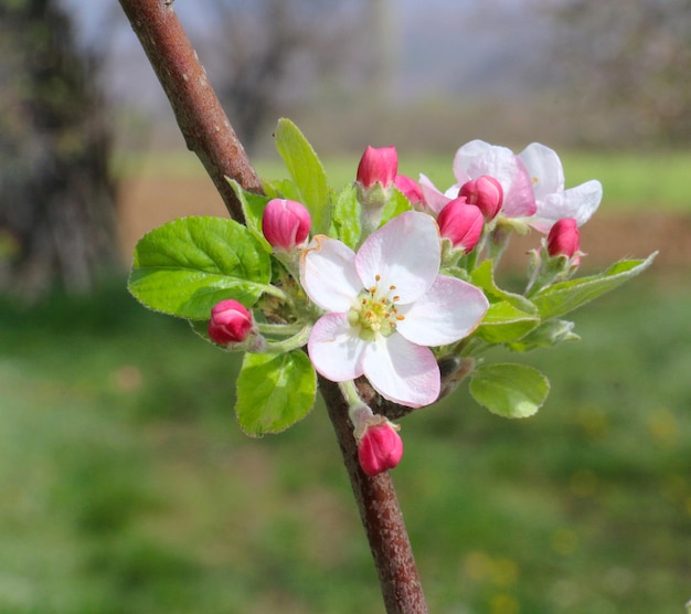 photo d'une pomme rose en fleurs en avril