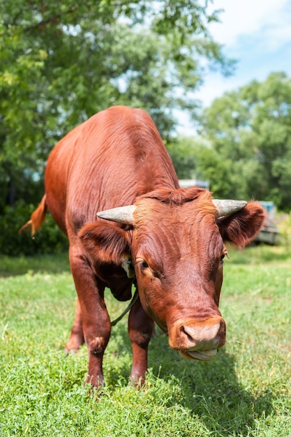 Photo de portrait de génisse angus rouge fond de ciel bleu