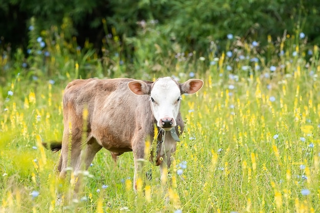 Photo de portrait de génisse angus rouge sur fond d'herbe