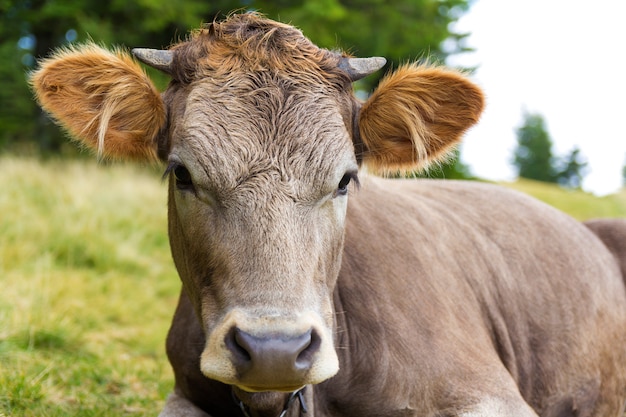 Photo portrait d'une tête de jeune vache