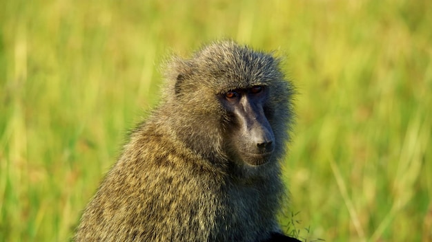 Photo photo de la prairie des babouins macaca