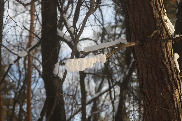 Photo photo d'une promenade dans la nature en hiver