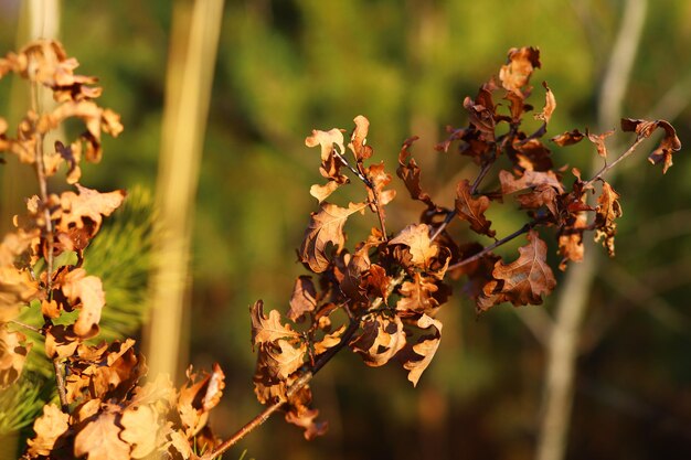 Photo photo d'une promenade dans la nature en hiver