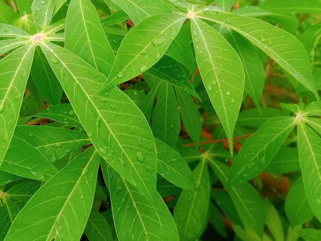 Photo photo quand la pluie a fini de tomber et laisse de l'eau sur les feuilles de manioc