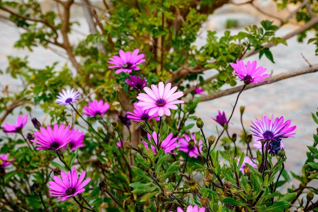 Une photo de quelques fleurs violettes d'ostéospermum dans le parc