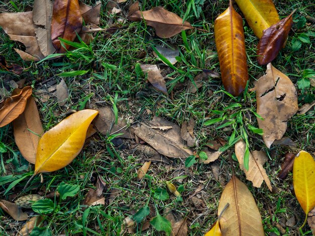 Photo de ce qui est sous vos pieds Le concept de l'automne qui approche Arrière-plan du sol herbeux et des feuilles feuilles jaunes sur l'herbe verte