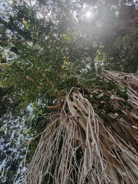 Photo des racines de l'arbre à bananier