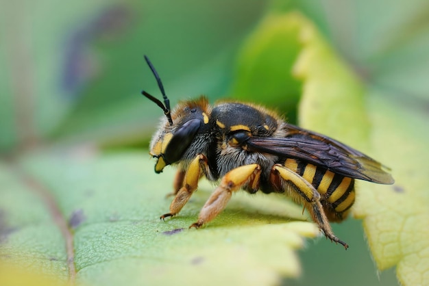 Une photo rapprochée d'une abeille de laine européenne Anthidium manicatum sur une feuille verte