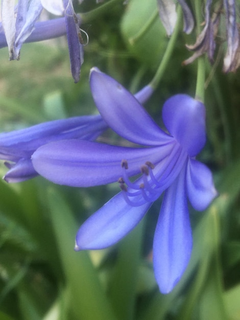 Une photo rapprochée d'un Agapanthus africanus