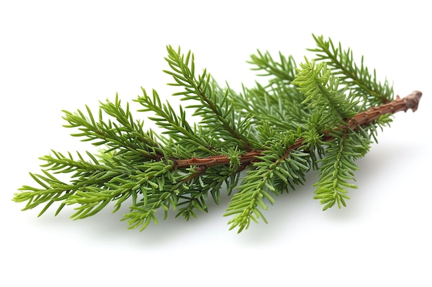 Une photo rapprochée d'une brindille verte de thuja, la branche de la famille des cyprès