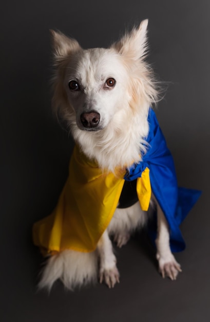 Photo rapprochée d'un chien blanc avec un drapeau jaune-bleu de l'Ukraine Animal de soutien en Ukraine