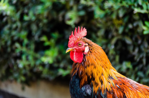 Une photo rapprochée d'un coq dans une ferme